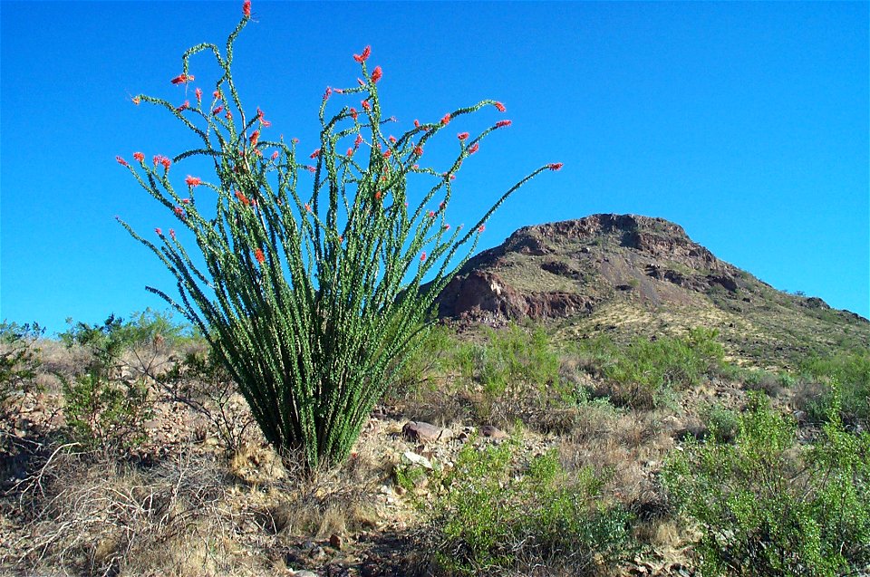 Photo of ocotillo and Lookout Mountain, Phoenix, AZ taken by Jennifer Horn, March 2006