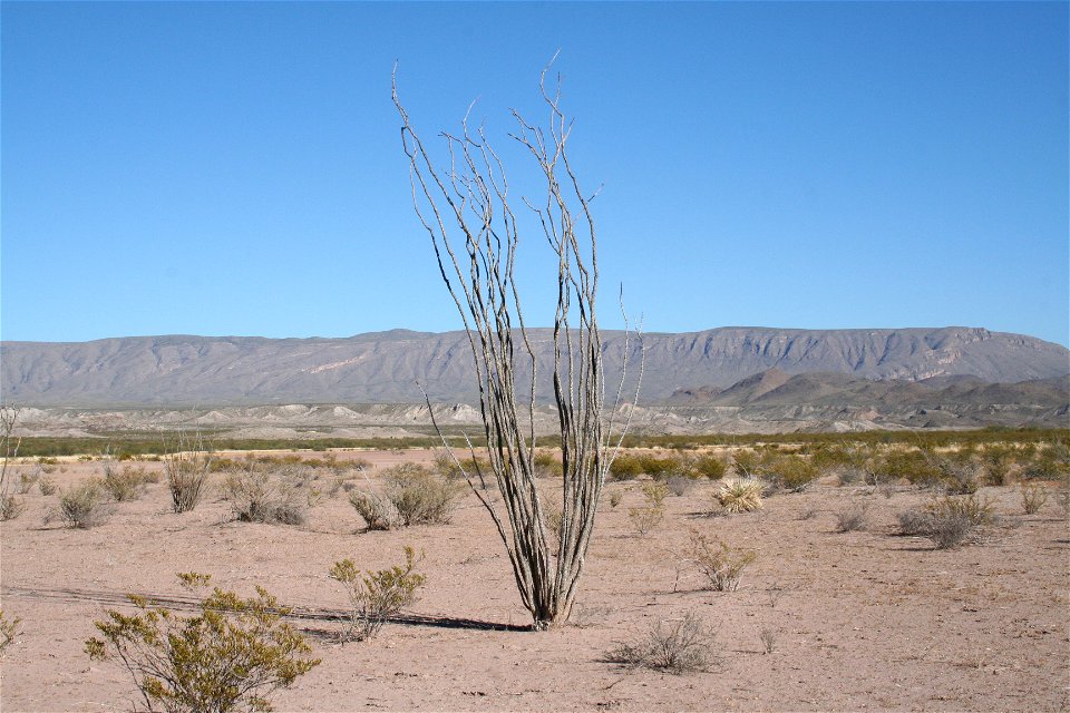 Ocotillo plant (Fouquieria splendens) in the Chihuahuan Desert of Big Bend National Park (Texas) with a portion of the Sierra del Carmen mountain range in the background.