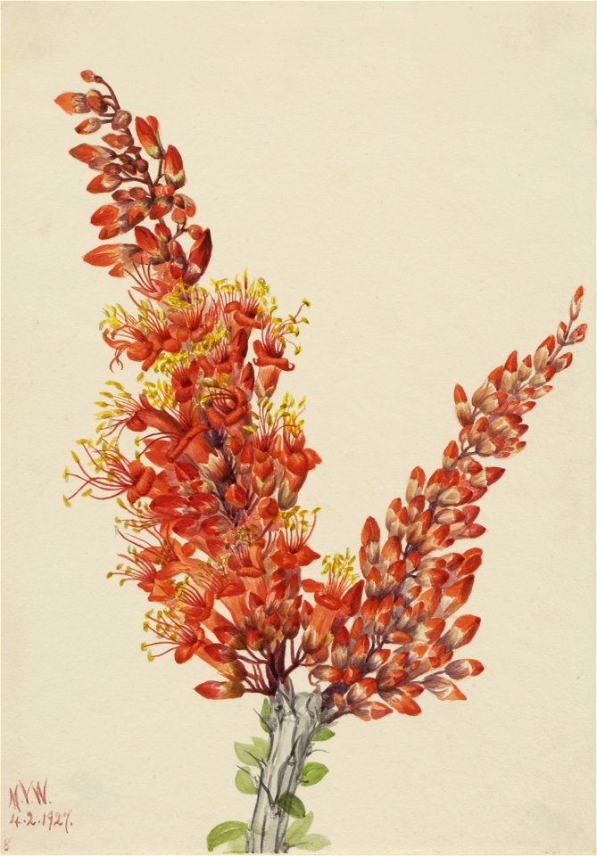 Ocotillo (Fouquieria splendens)
