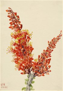 Ocotillo (Fouquieria splendens) photo