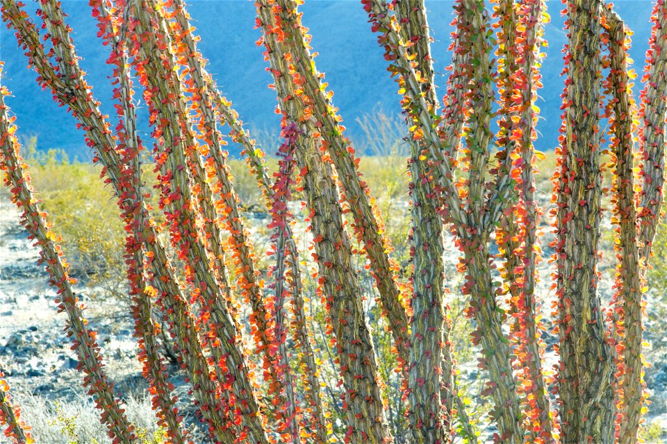 NPS/Brad Sutton photo