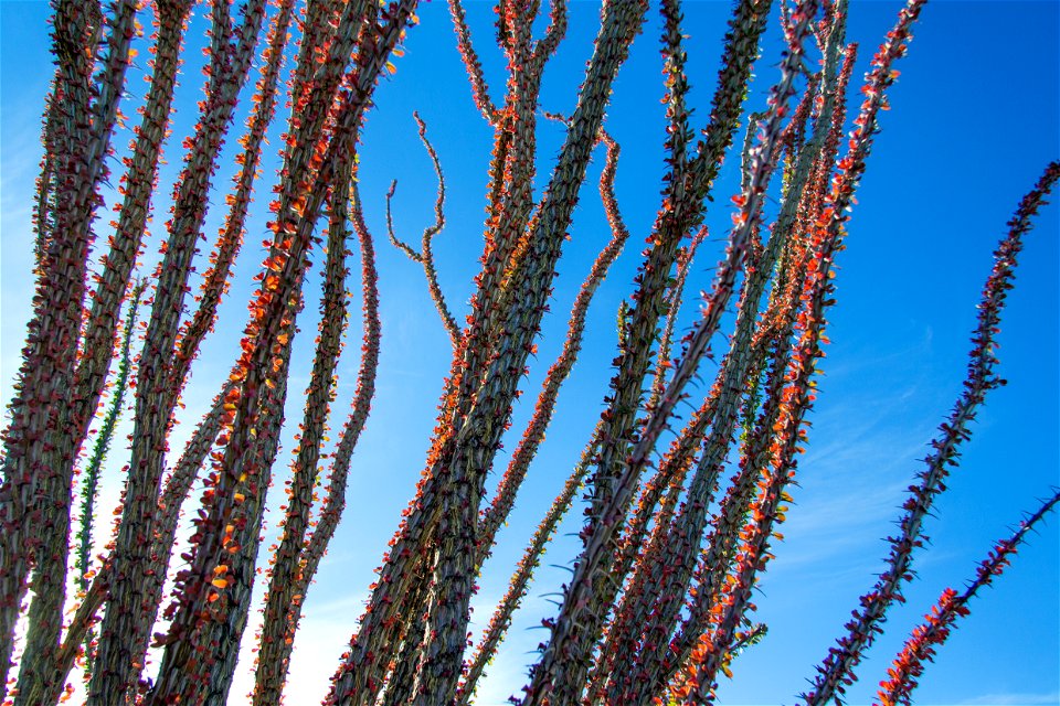 NPS/Brad Sutton photo