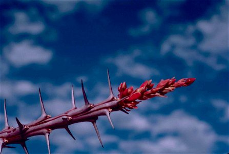 Image title: Ocotillo flower with thorns plant with briar Image from Public domain images website, http://www.public-domain-image.com/full-image/flora-plants-public-domain-images-pictures/flowers-publ photo
