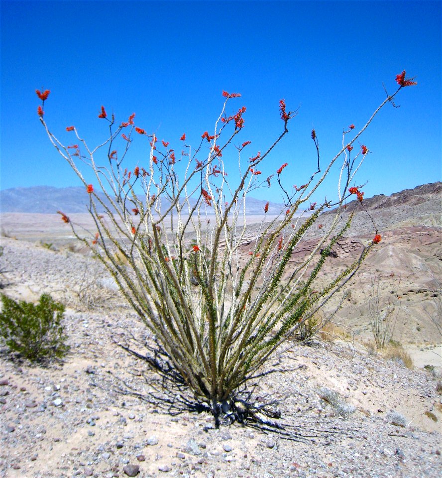 Flowering Ocotillo Fouquieria splendens photographed above Hawk Canyon at Anza-Borrego Desert State Park, CA, USA.
