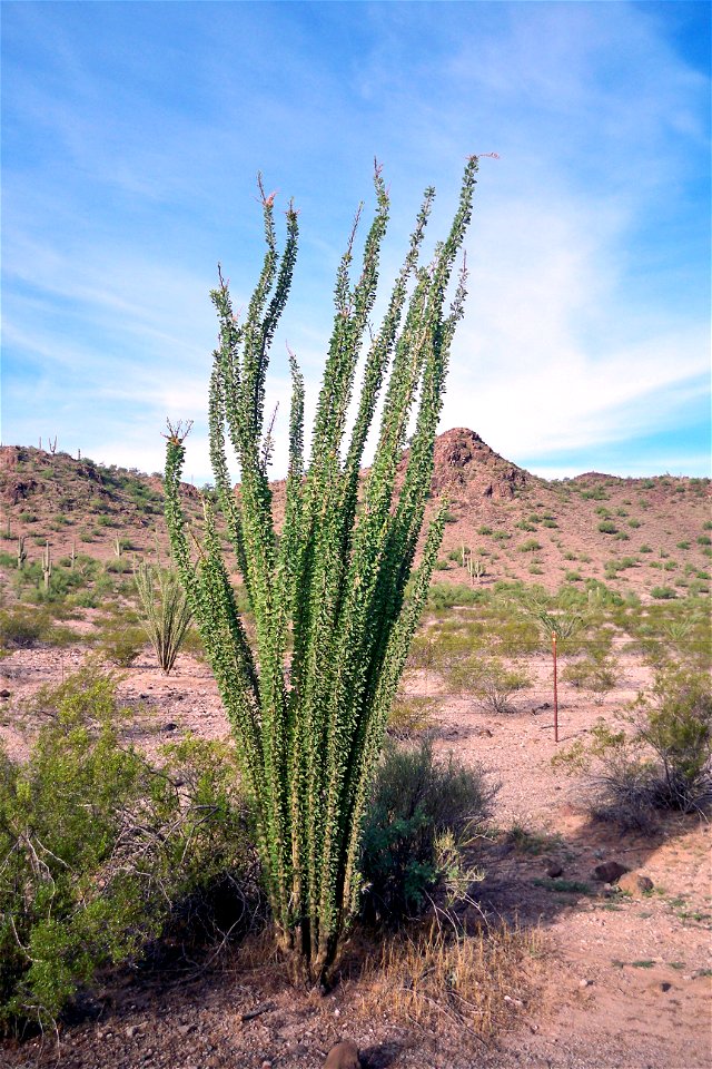 Ocotillo during the monsoon season near Gila Bend, Arizona.