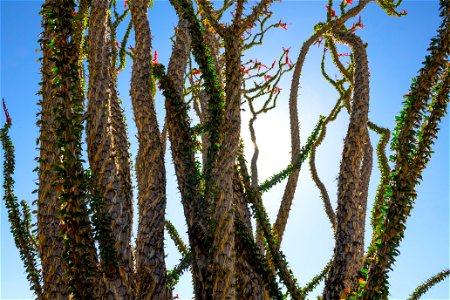 NPS / Emily Hassell Alt text: The green stems of an ocotillo reach up towards the sun. photo