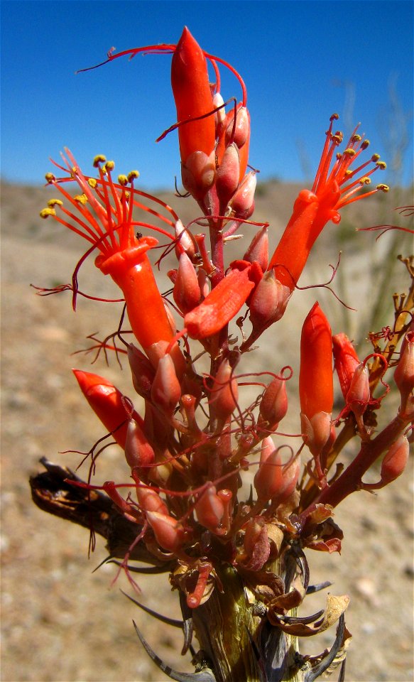 Close up shot of some Ocotillo (Fouquieria splendens) blooms, at Anzo-Borrego Desert State Park, CA, USA. photo