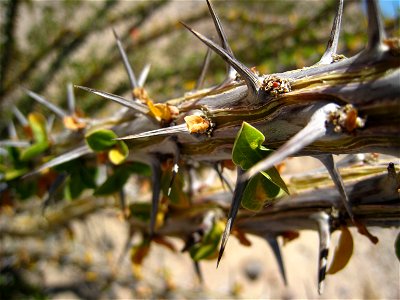 Close up of the thorns and small leaves of the ocotillo Fouquieria splendens, photographed at Anza-Borrego Desert State Park, CA, USA.