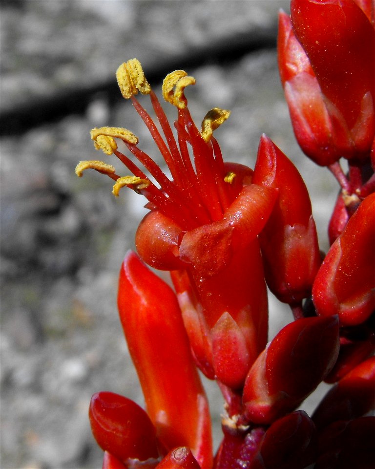 Fouquieria splendens in Anza Borrego Desert State Park, California, USA.