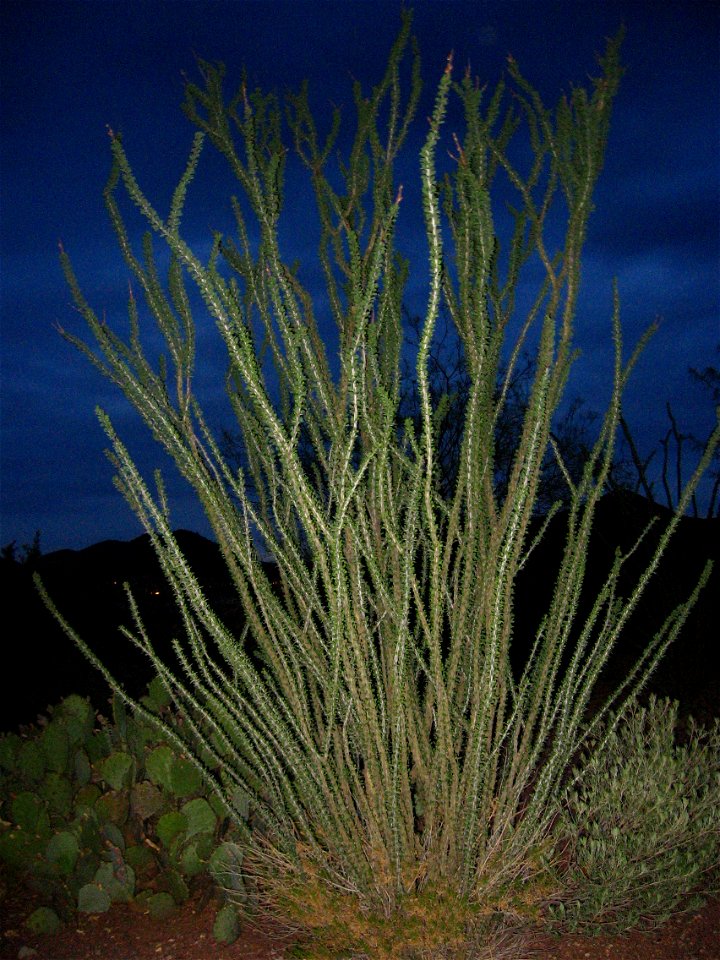 This is an ocotillo with leaves taken at night with flash in the Tucson Mountains in the Starr Pass Resort in Tucson Arizona July 2008