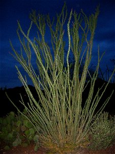 This is an ocotillo with leaves taken at night with flash in the Tucson Mountains in the Starr Pass Resort in Tucson Arizona July 2008 photo