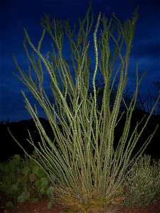 This is an ocotillo with leaves taken at night with flash in the Tucson Mountains in the Starr Pass Resort in Tucson Arizona July 2008