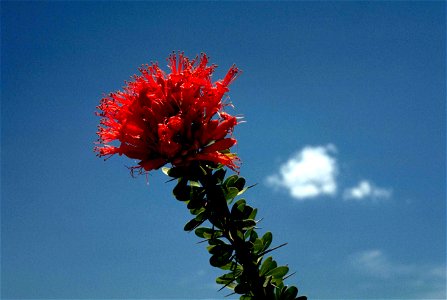 Image title: Red ocotillo flower Image from Public domain images website, http://www.public-domain-image.com/full-image/flora-plants-public-domain-images-pictures/flowers-public-domain-images-pictures photo