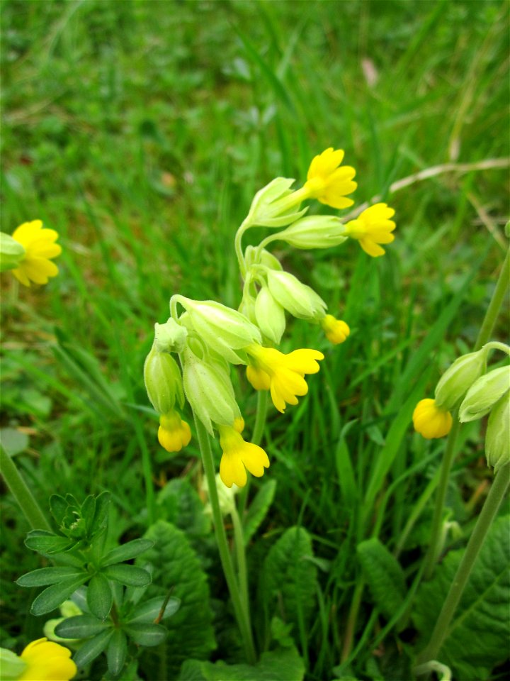 Echte Schlüsselblume (Primula veris) im Bürgerpark Saarbrücken