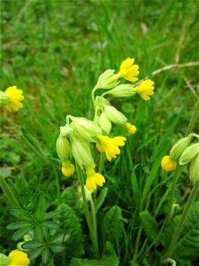 Echte Schlüsselblume (Primula veris) im Bürgerpark Saarbrücken