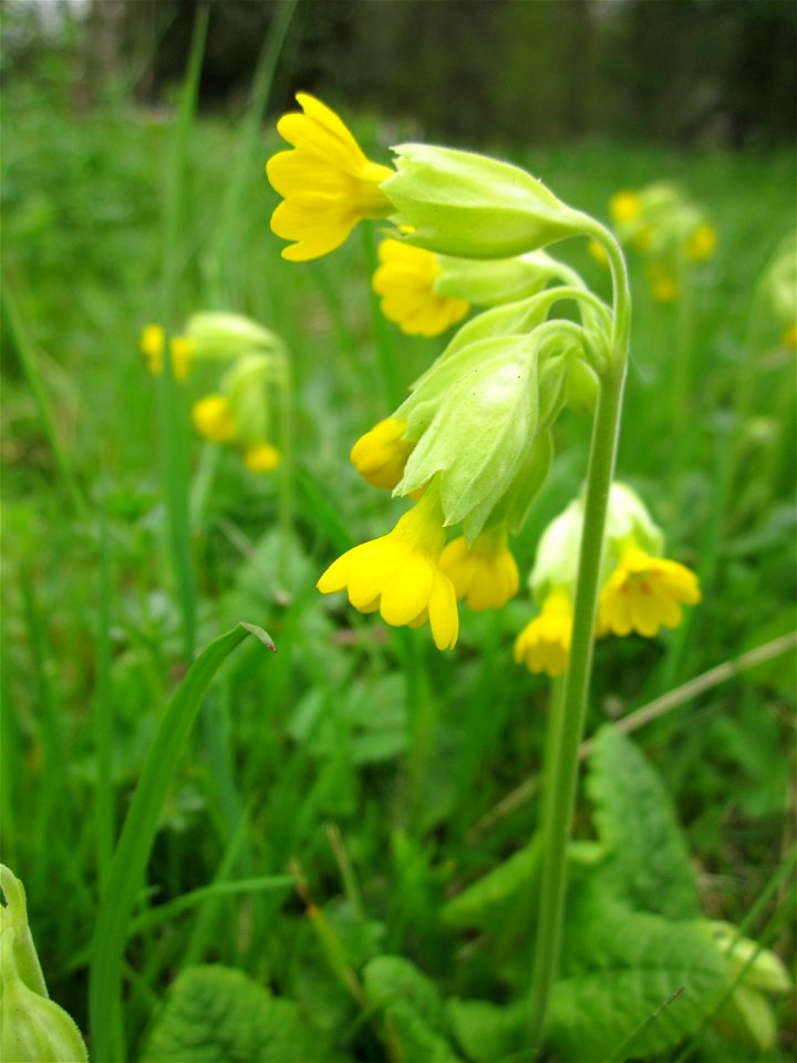 Echte Schlüsselblume (Primula veris) im Bürgerpark Saarbrücken