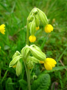 Echte Schlüsselblume (Primula veris) im Bürgerpark Saarbrücken