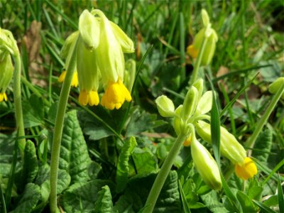 Echte Schlüsselblume (Primula veris) im Simbachtal