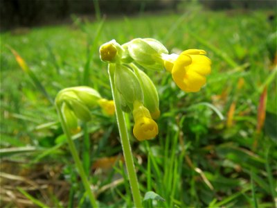 Echte Schlüsselblume (Primula veris) im Simbachtal