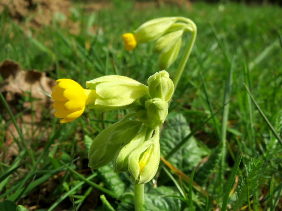 Echte Schlüsselblume (Primula veris) im Simbachtal
