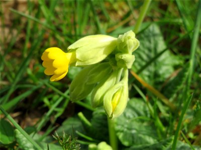 Echte Schlüsselblume (Primula veris) im Simbachtal
