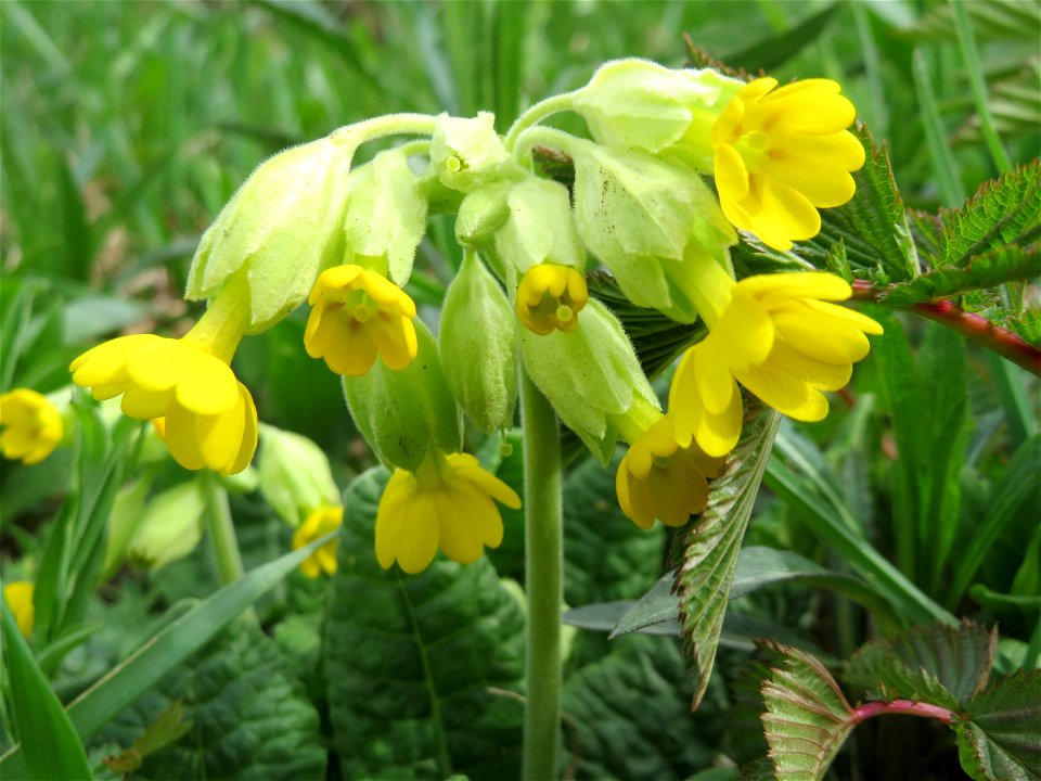 Echte Schlüsselblume (Primula veris) an der Saar bei Grosbliederstroff