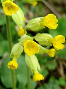 Echte Schlüsselblume (Primula veris) an der Saar bei Grosbliederstroff