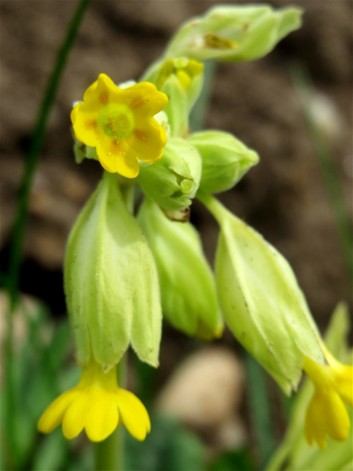 Echte Schlüsselblume (Primula veris) an der Saar bei Grosbliederstroff