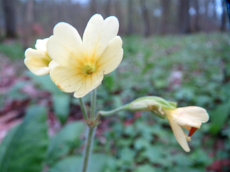 Hohe Schlüsselblume (Primula elatior) in der Malscher Aue
