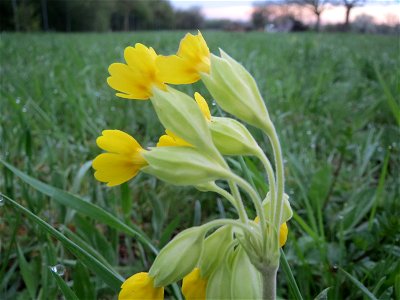 Echte Schlüsselblume (Primula veris) in der Malscher Aue