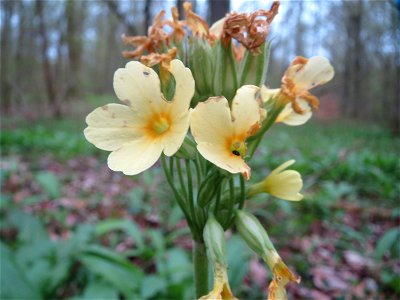 Hohe Schlüsselblume (Primula elatior) in der Malscher Aue