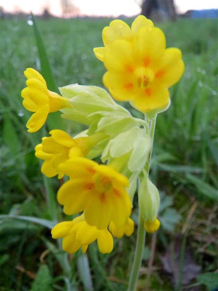 Echte Schlüsselblume (Primula veris) in der Malscher Aue