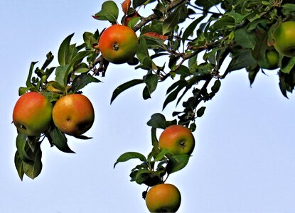 Pome fruit apple red