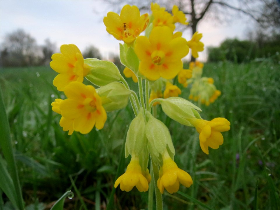 Echte Schlüsselblume (Primula veris) in der Malscher Aue