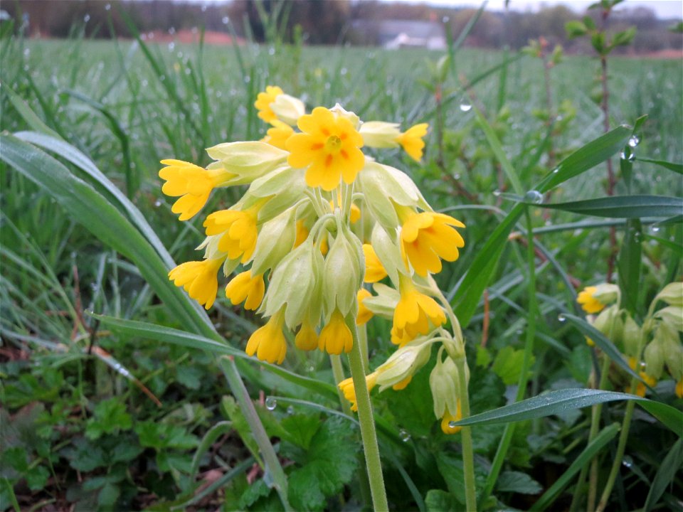 Echte Schlüsselblume (Primula veris) in der Malscher Aue