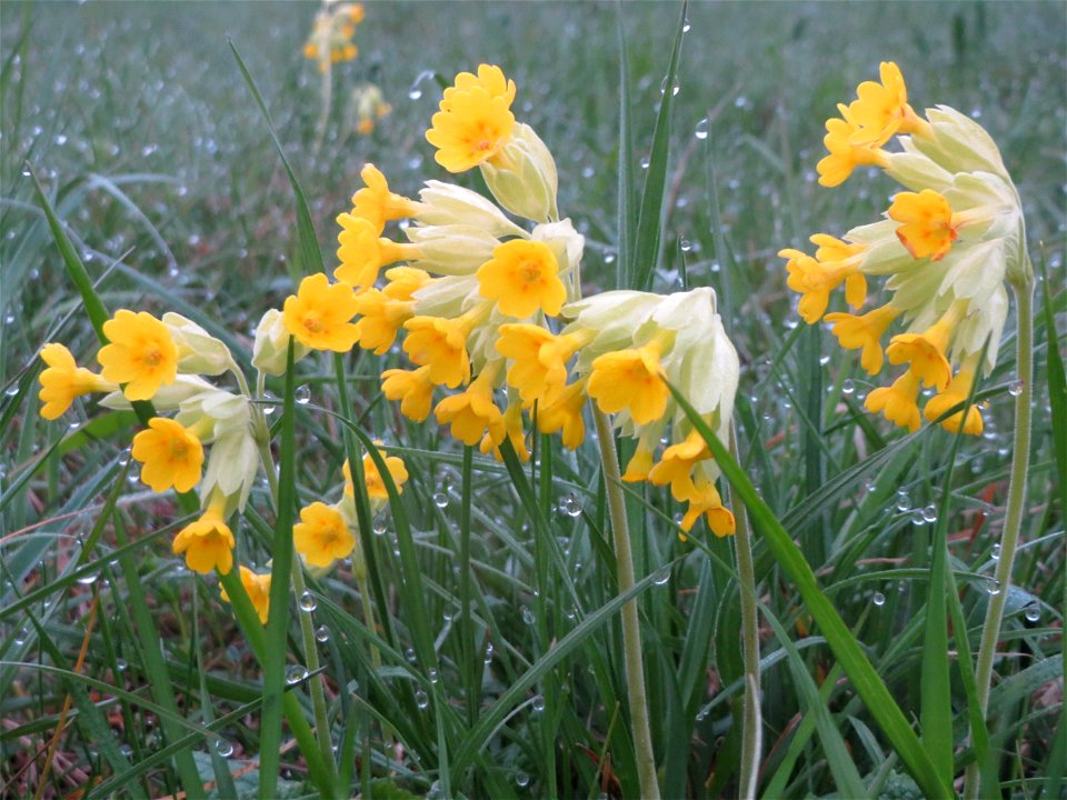 Echte Schlüsselblume (Primula veris) in der Malscher Aue
