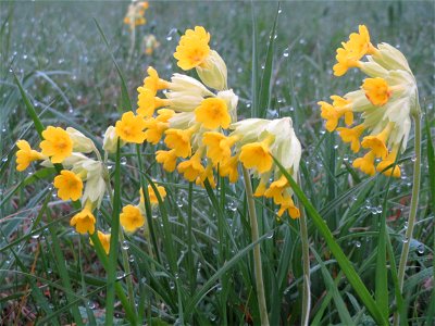 Echte Schlüsselblume (Primula veris) in der Malscher Aue
