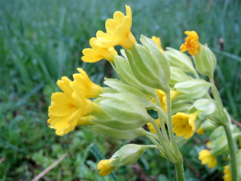 Echte Schlüsselblume (Primula veris) in der Malscher Aue