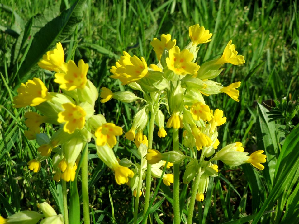 Echte Schlüsselblume (Primula veris) in Heidelberg