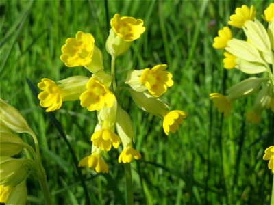 Echte Schlüsselblume (Primula veris) in Heidelberg