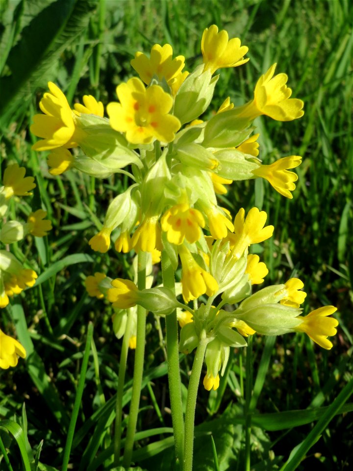 Echte Schlüsselblume (Primula veris) in Heidelberg