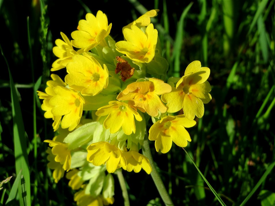 Echte Schlüsselblume (Primula veris) in Heidelberg