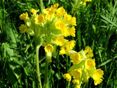 Echte Schlüsselblume (Primula veris) in Heidelberg