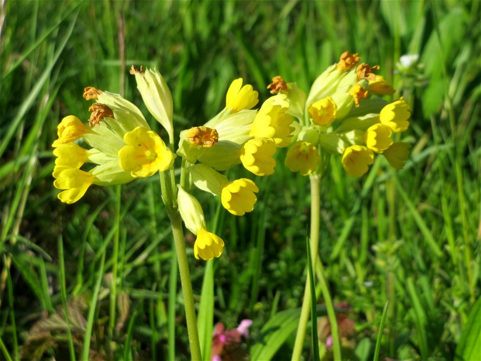 Echte Schlüsselblume (Primula veris) in Heidelberg