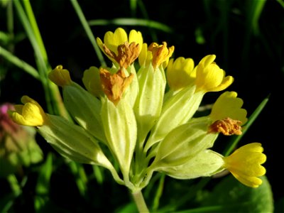 Echte Schlüsselblume (Primula veris) in Heidelberg