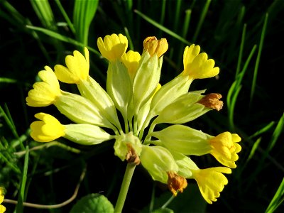Echte Schlüsselblume (Primula veris) in Heidelberg