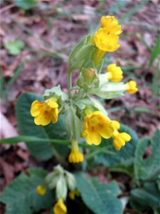 Echte Schlüsselblume (Primula veris) im Simbachtal