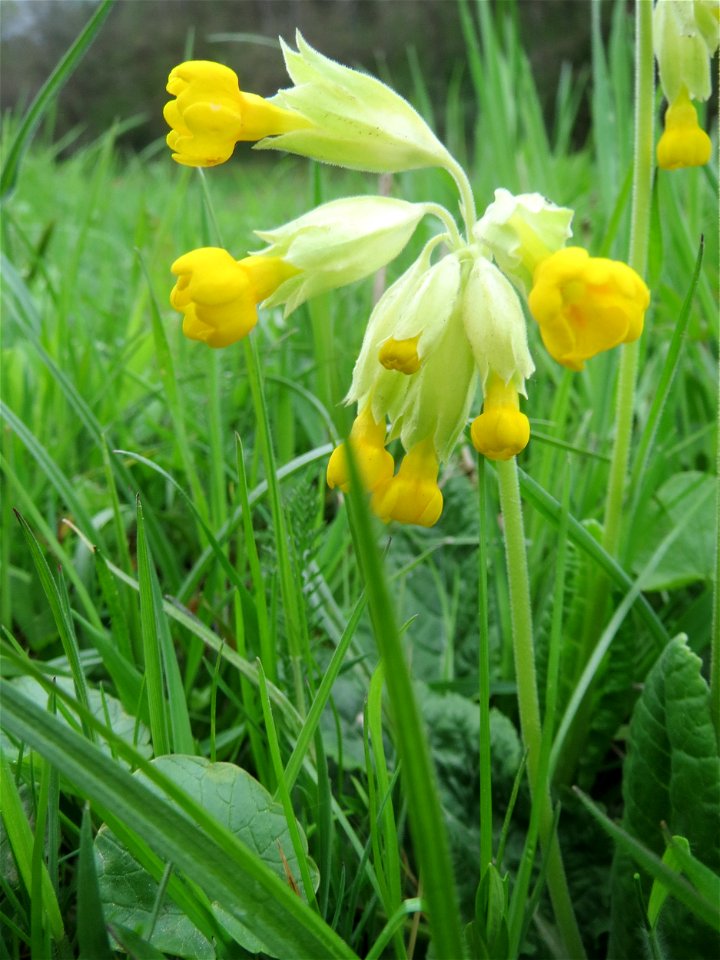 Echte Schlüsselblume (Primula veris) an einer alten Römerstraße im Simbachtal, einst Jakobsweg
