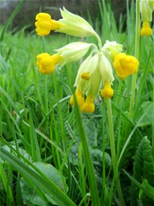 Echte Schlüsselblume (Primula veris) an einer alten Römerstraße im Simbachtal, einst Jakobsweg