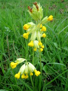 Echte Schlüsselblume (Primula veris) an einer alten Römerstraße im Simbachtal, einst Jakobsweg